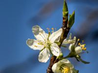 Zweigende an Zwetschgenbaum mit Blüten
